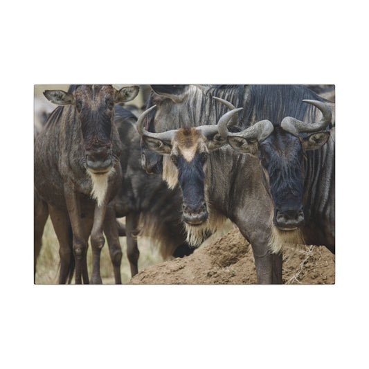 Wildebeest Image Canvas