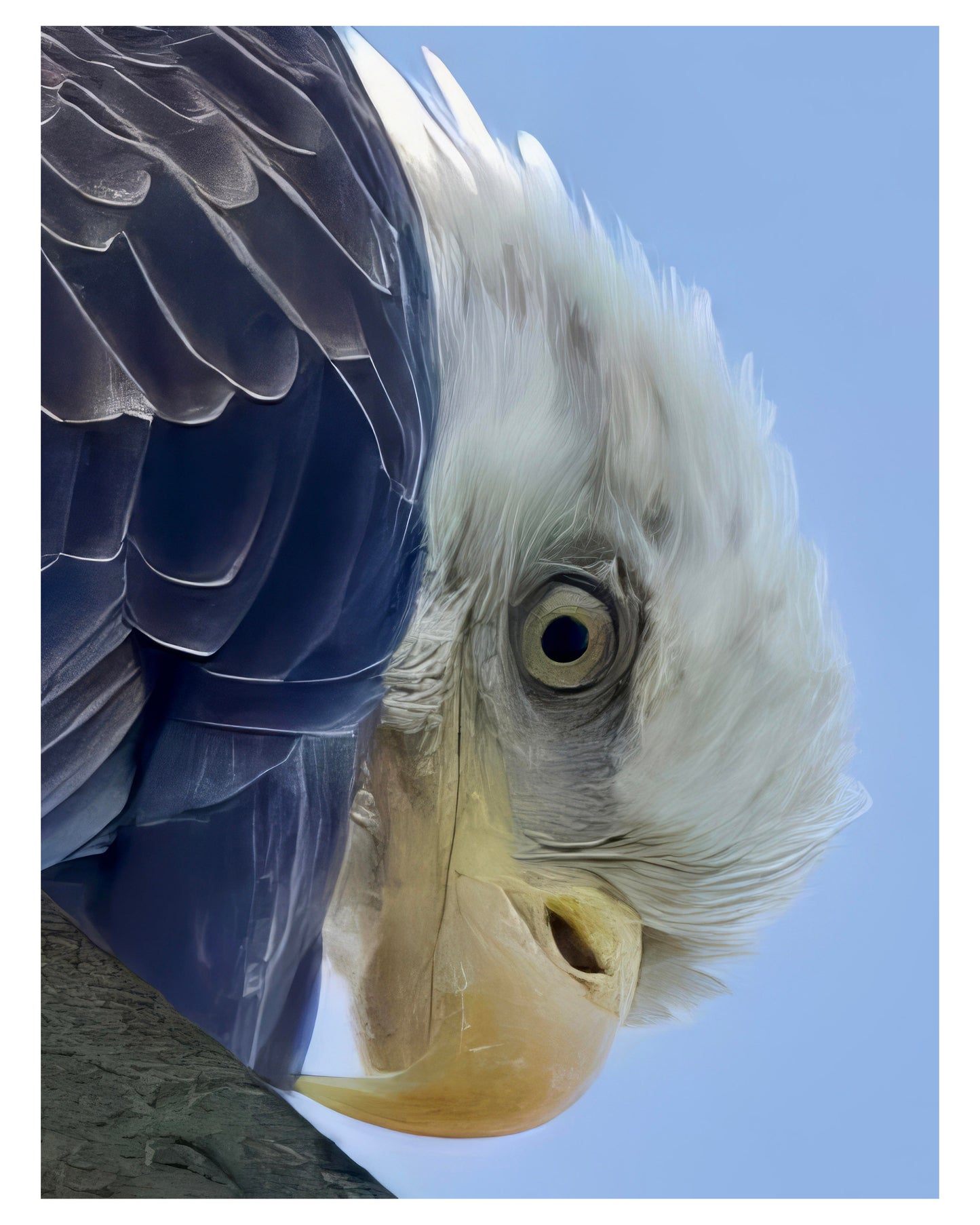 Bald Eagle Wall Art