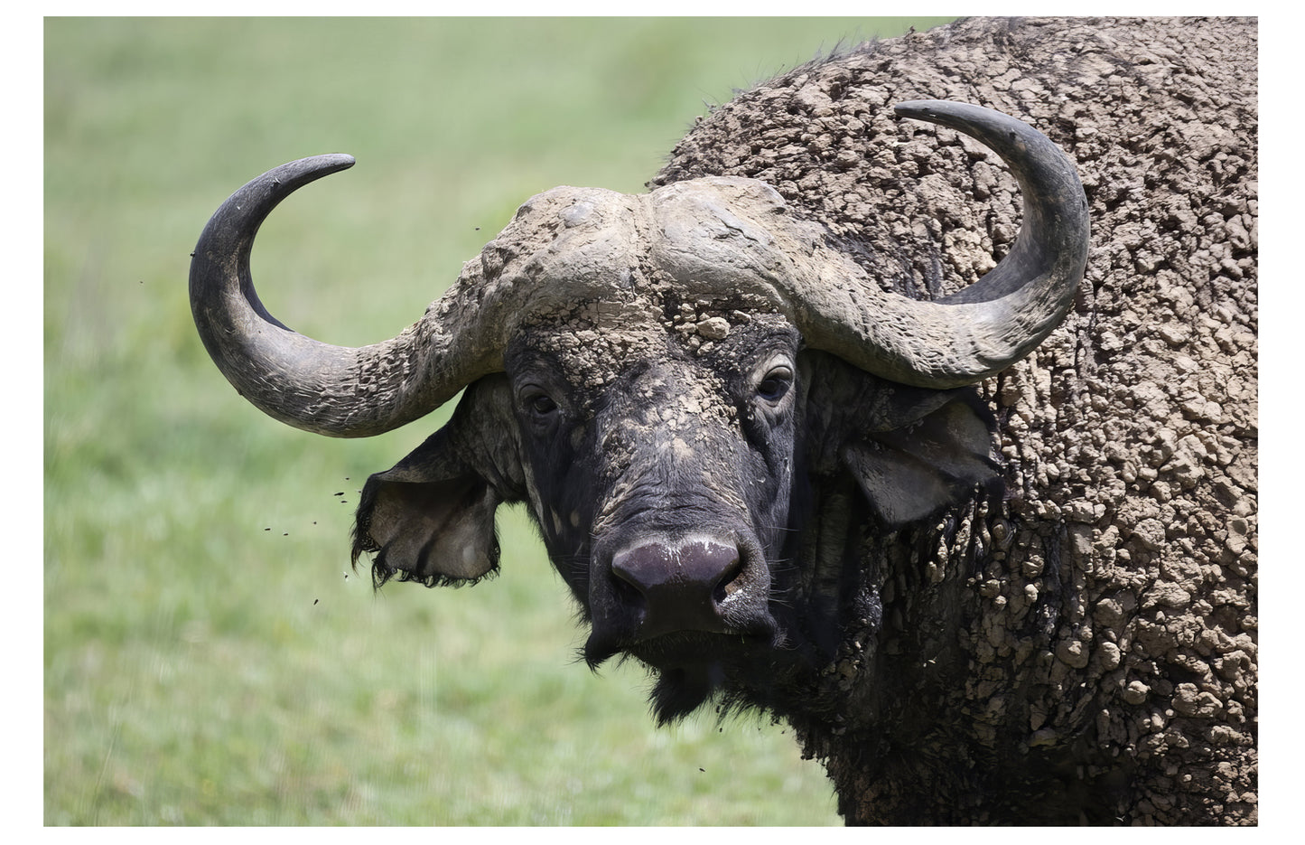 Buffalo Wall Art