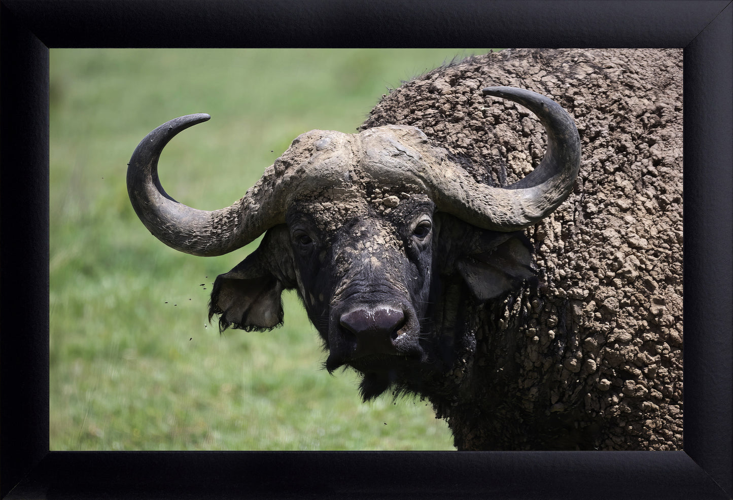 Buffalo Wall Art