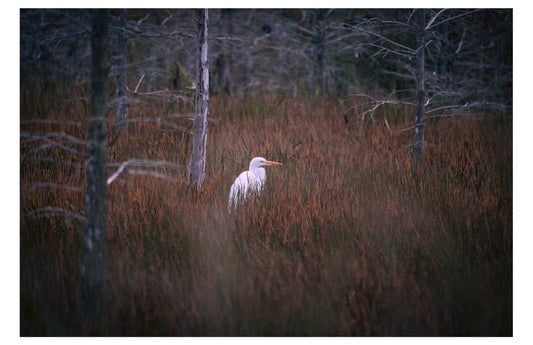 Egret in a Field