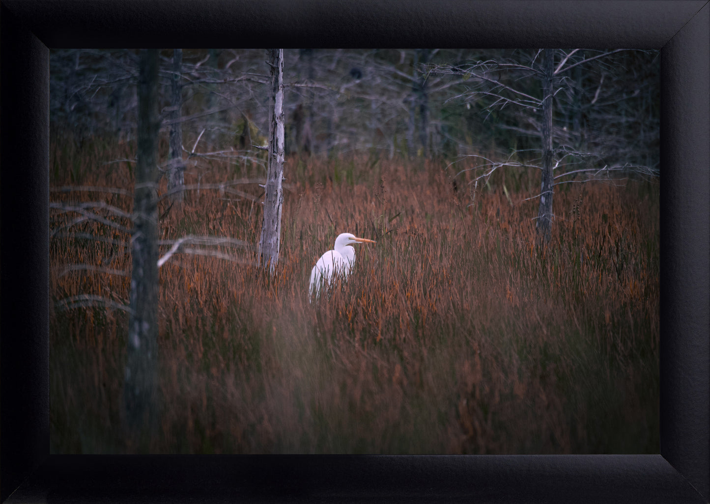 Egret in a Field