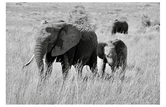 Black and White Elephants