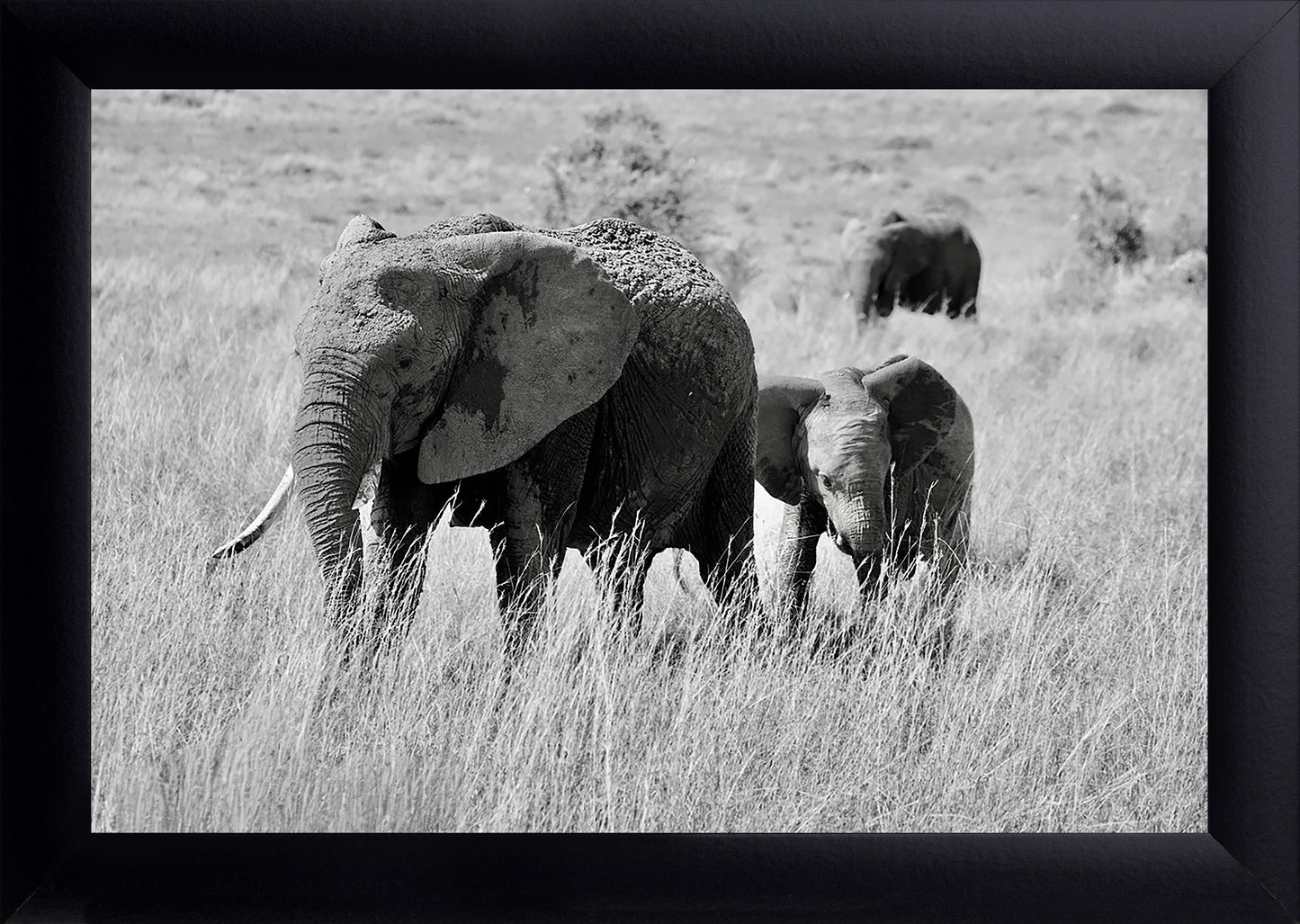 Black and White Elephants