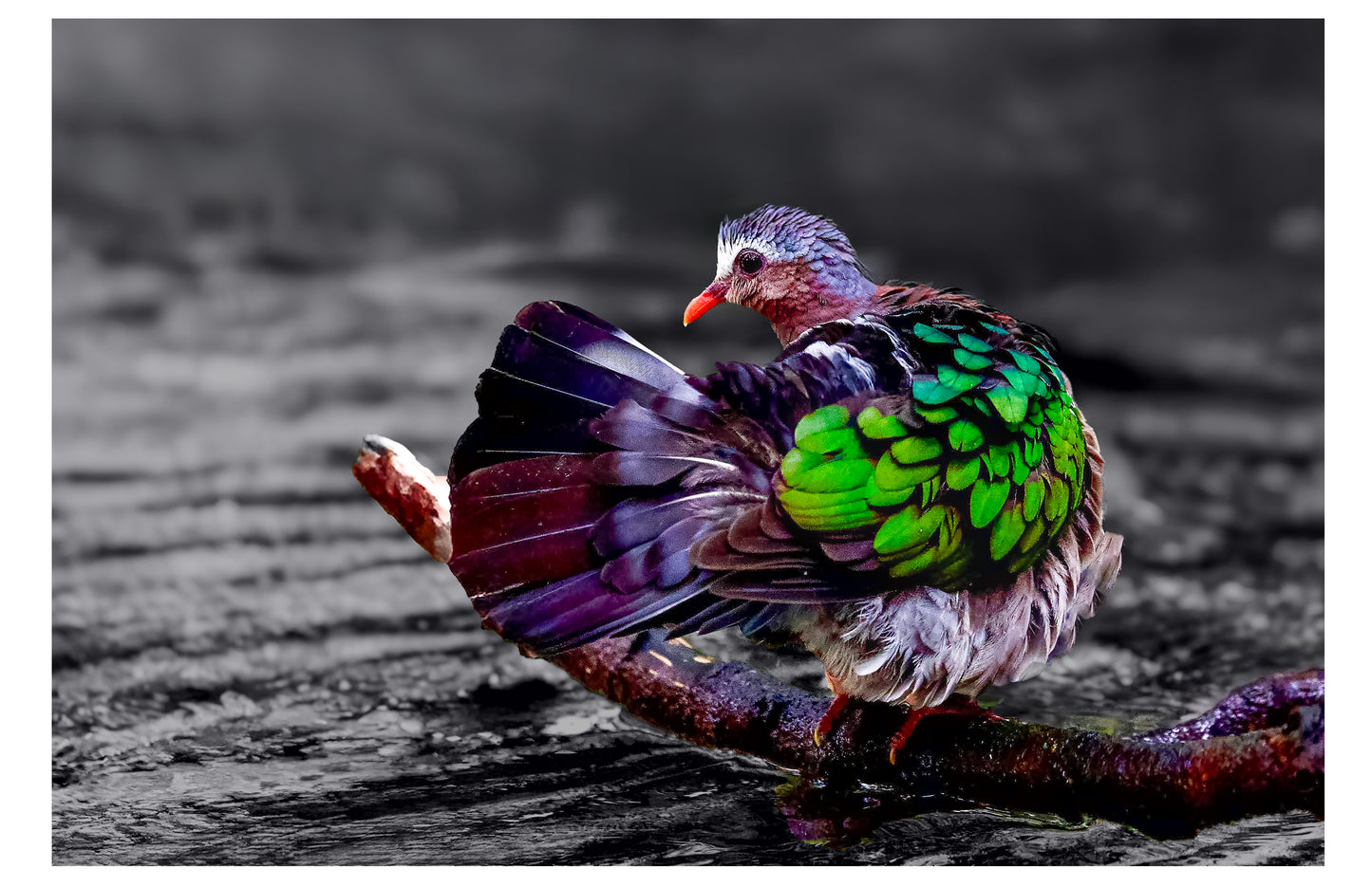 Emerald Dove