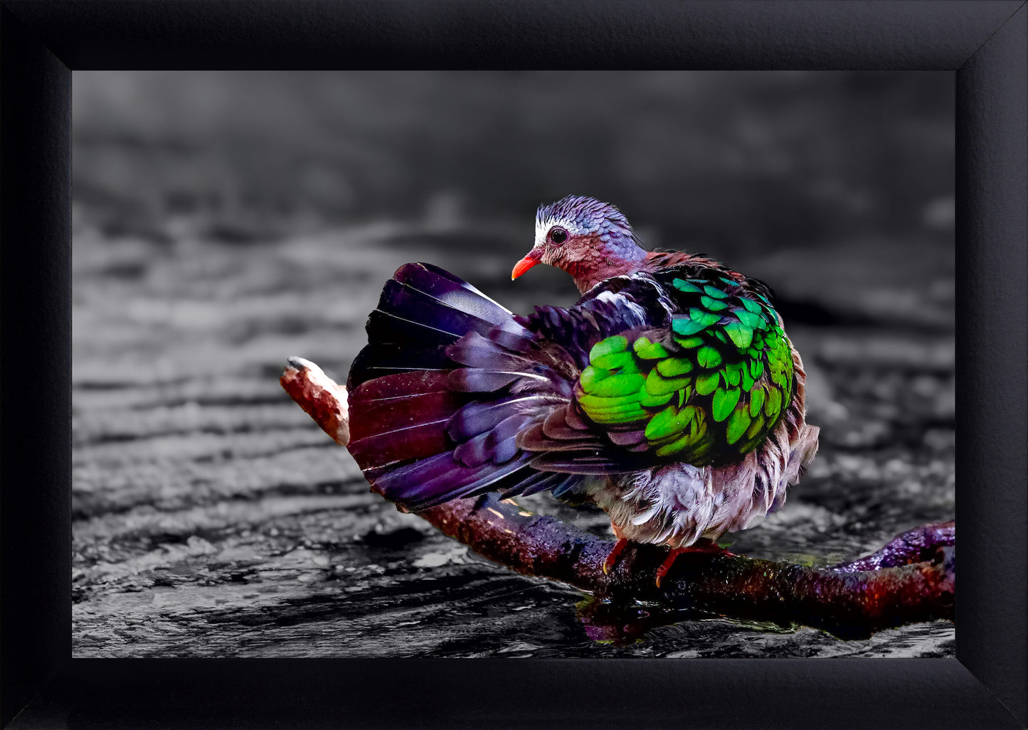 Emerald Dove