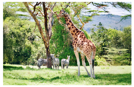Giraffe and Zebras Print