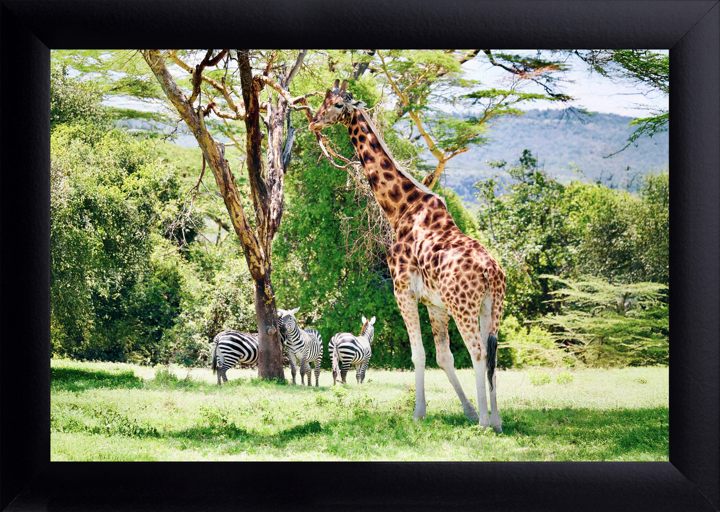Giraffe and Zebras Print