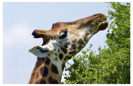 Giraffe Close Up