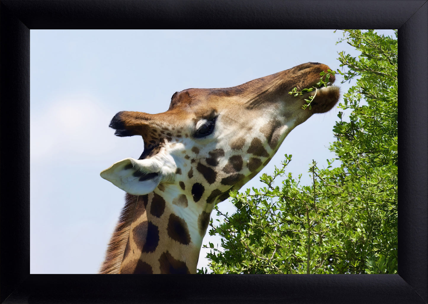 Giraffe Close Up