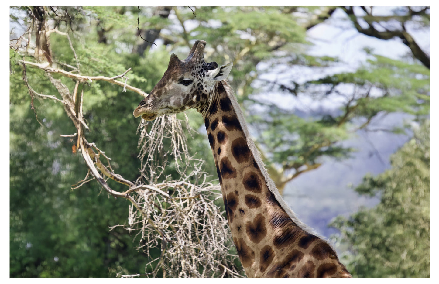 Giraffe Wall Art