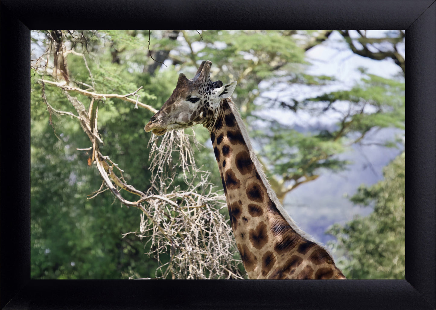 Giraffe Wall Art