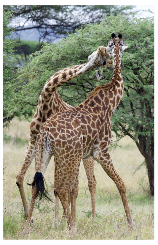 Giraffe Fight