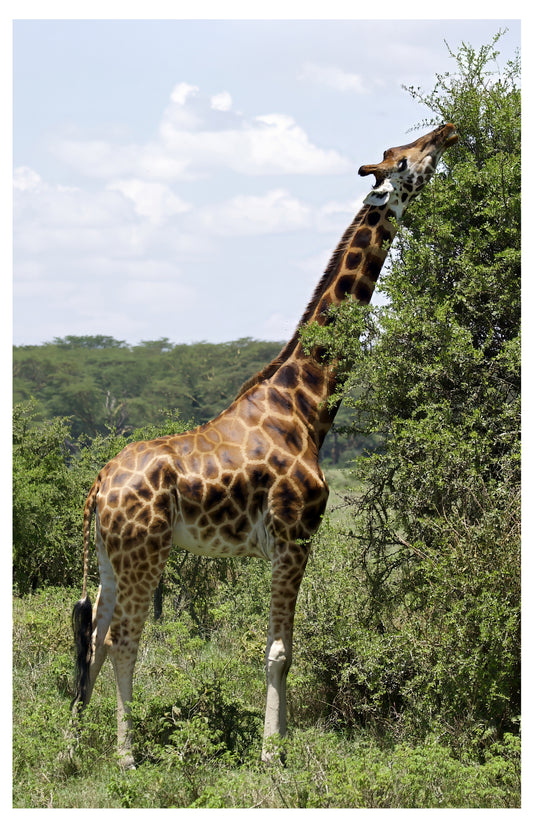 Giraffe Eating