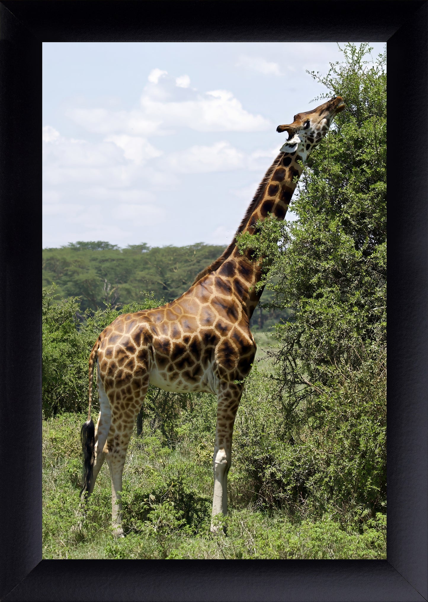 Giraffe Eating