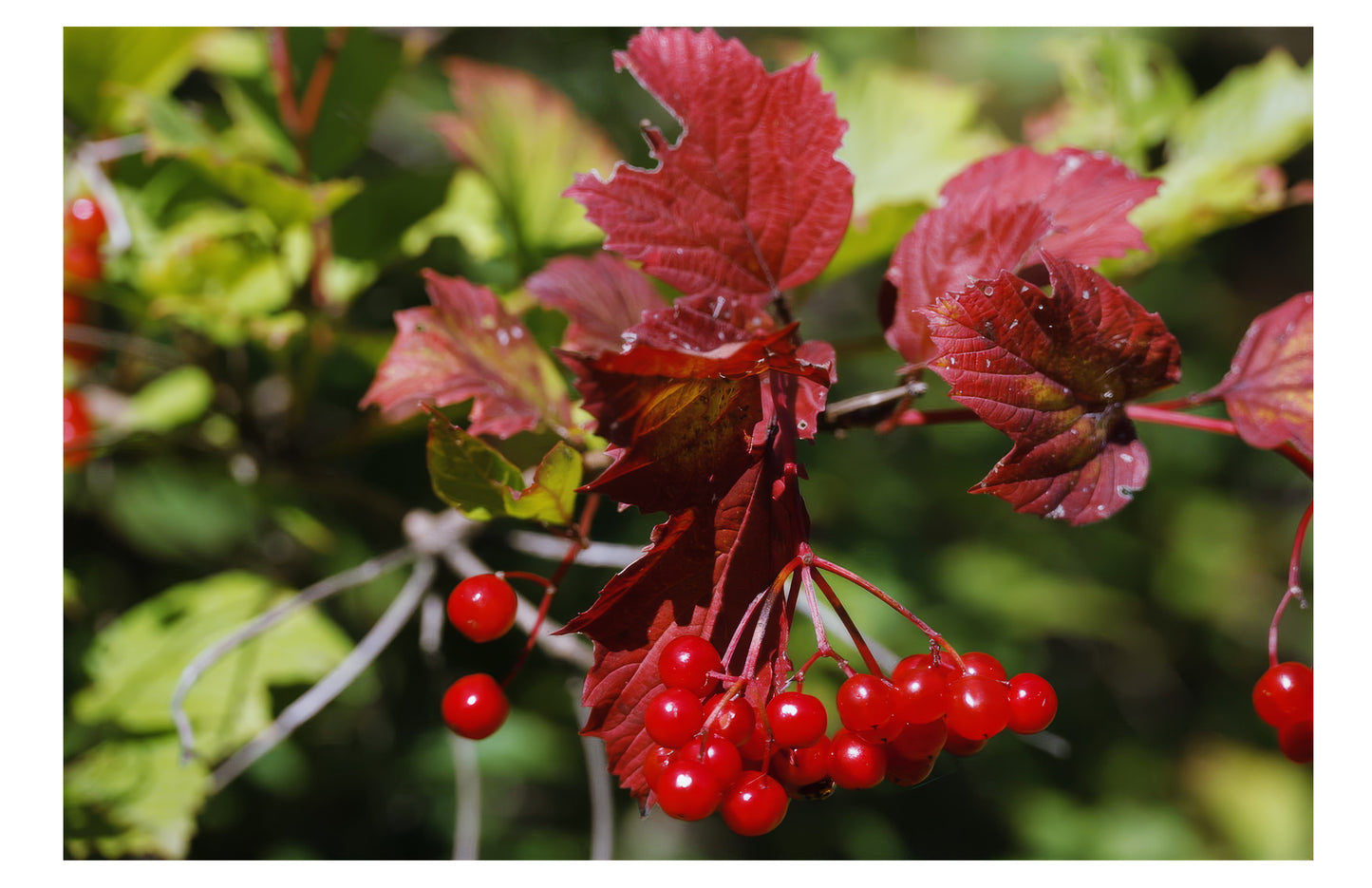 Guelder Rose