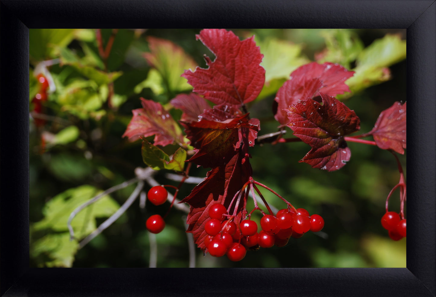 Guelder Rose