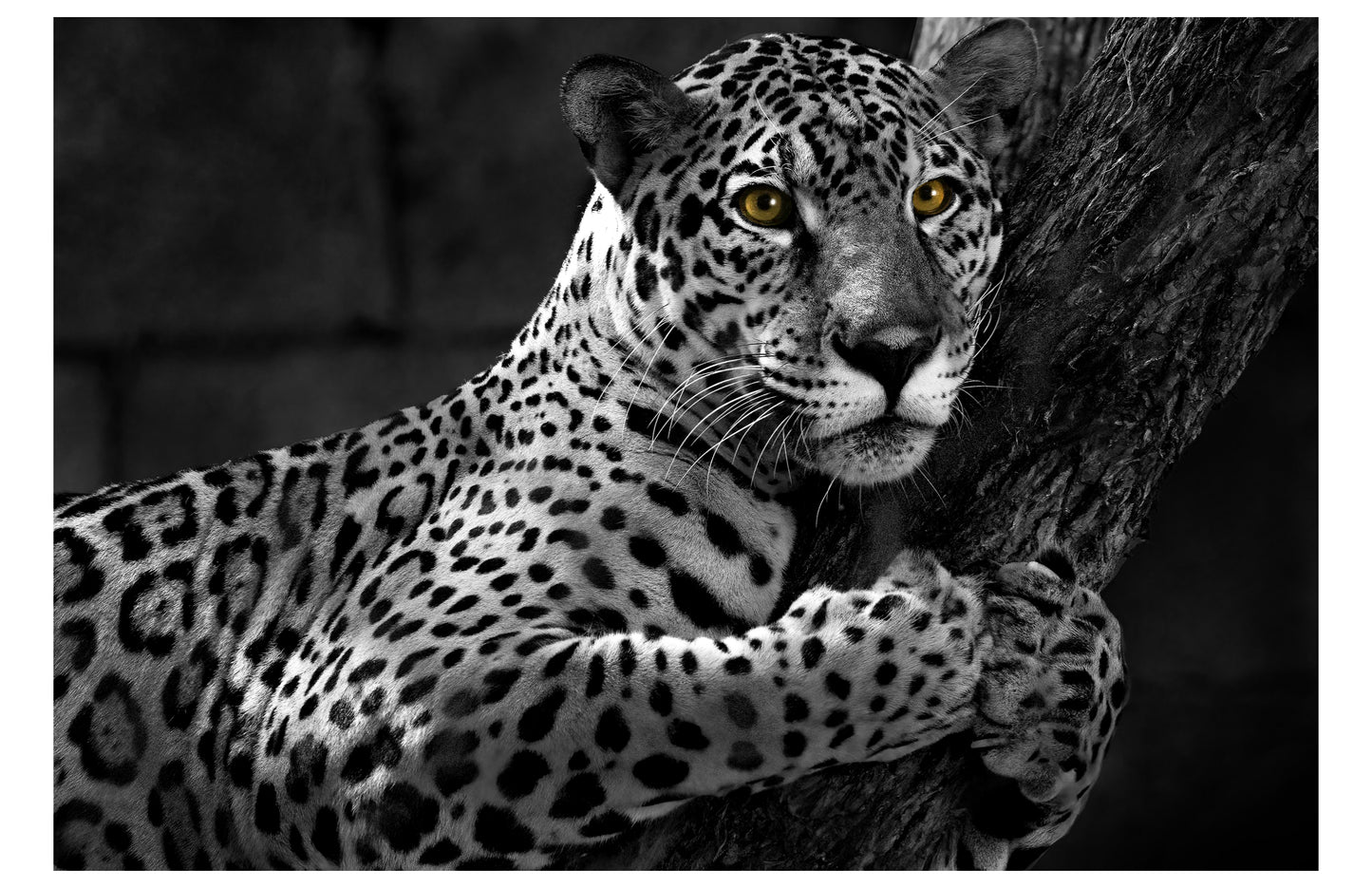 Jaguar Print
