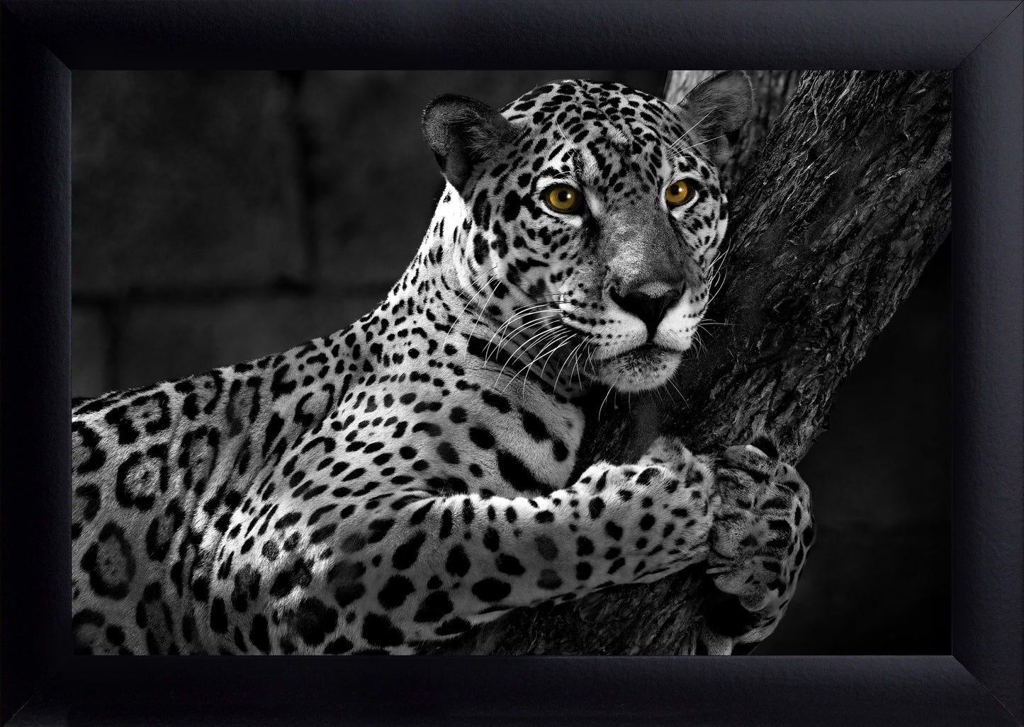 Jaguar Print
