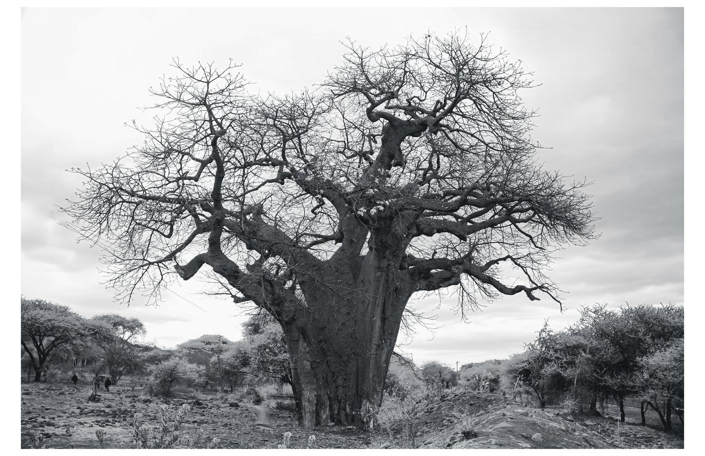 Baobab Tree