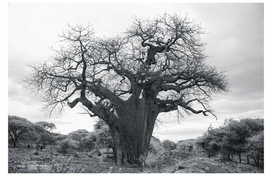 Baobab Tree
