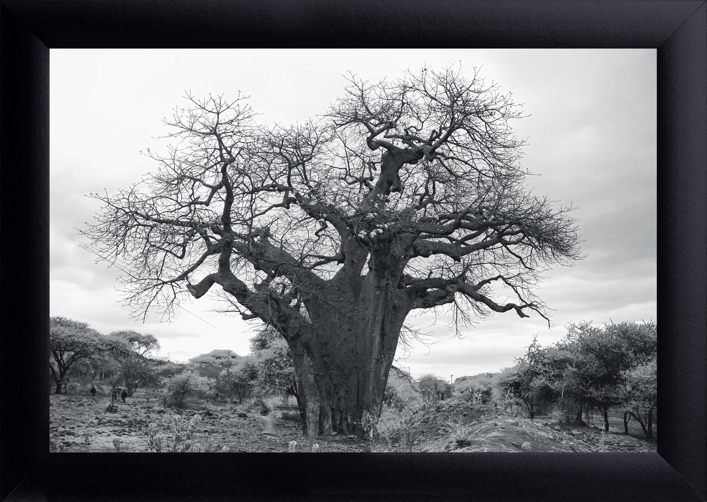 Baobab Tree