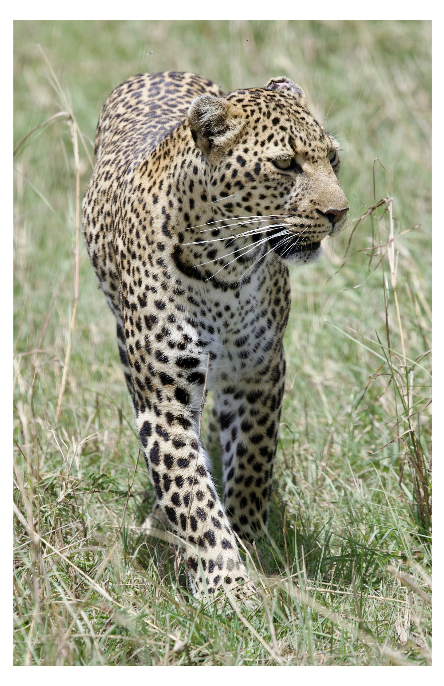 Leopard Photography