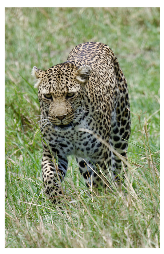 Leopard Photography