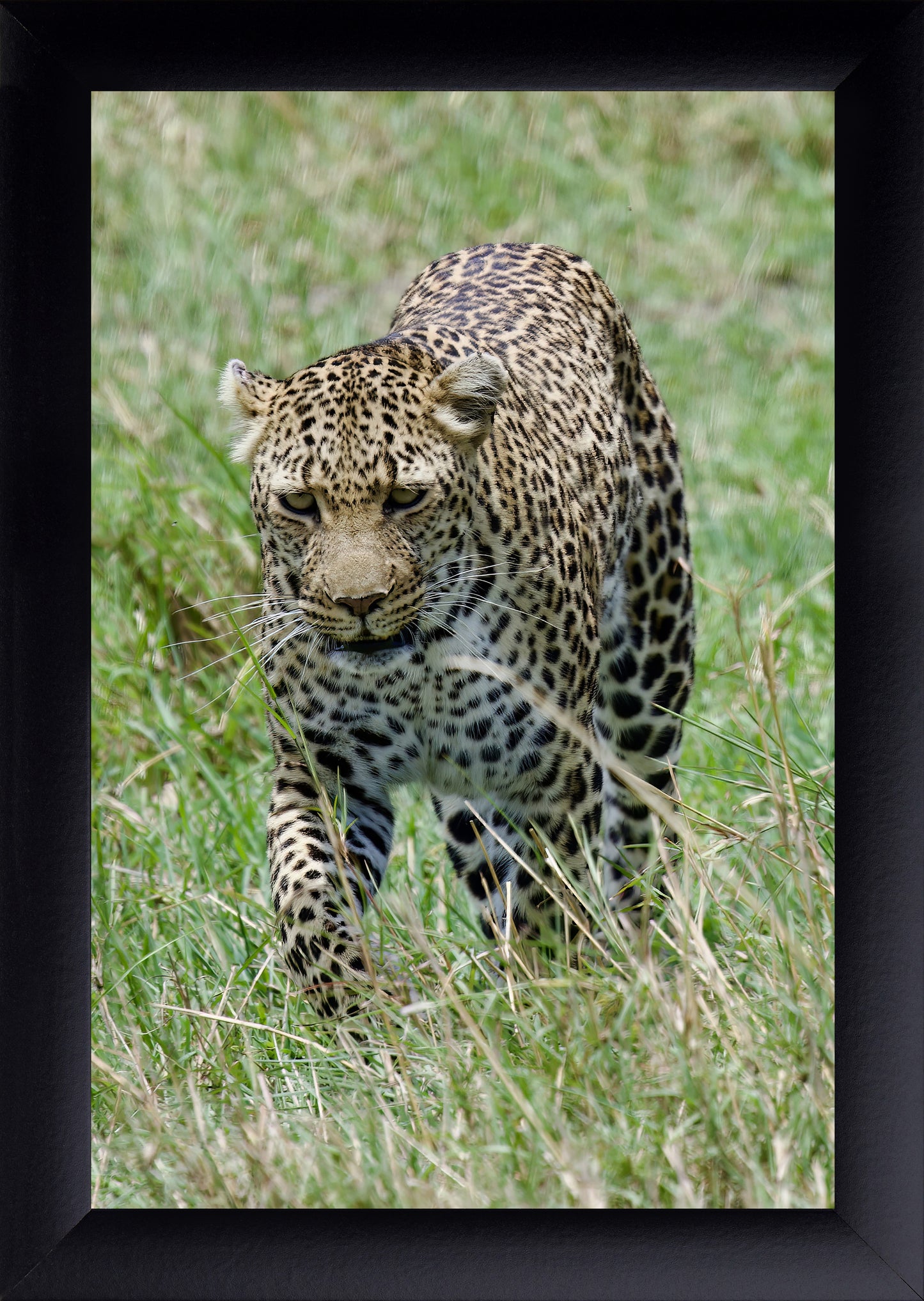 Leopard Photography