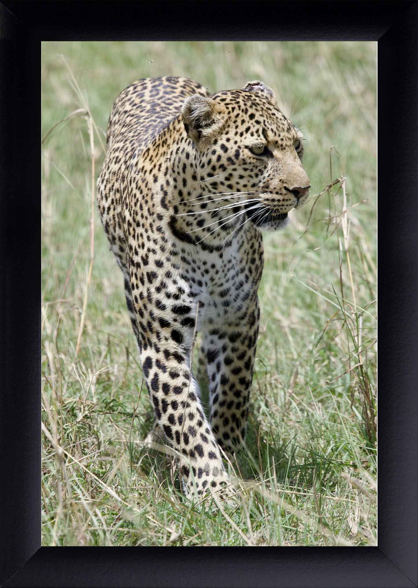 Leopard Photography