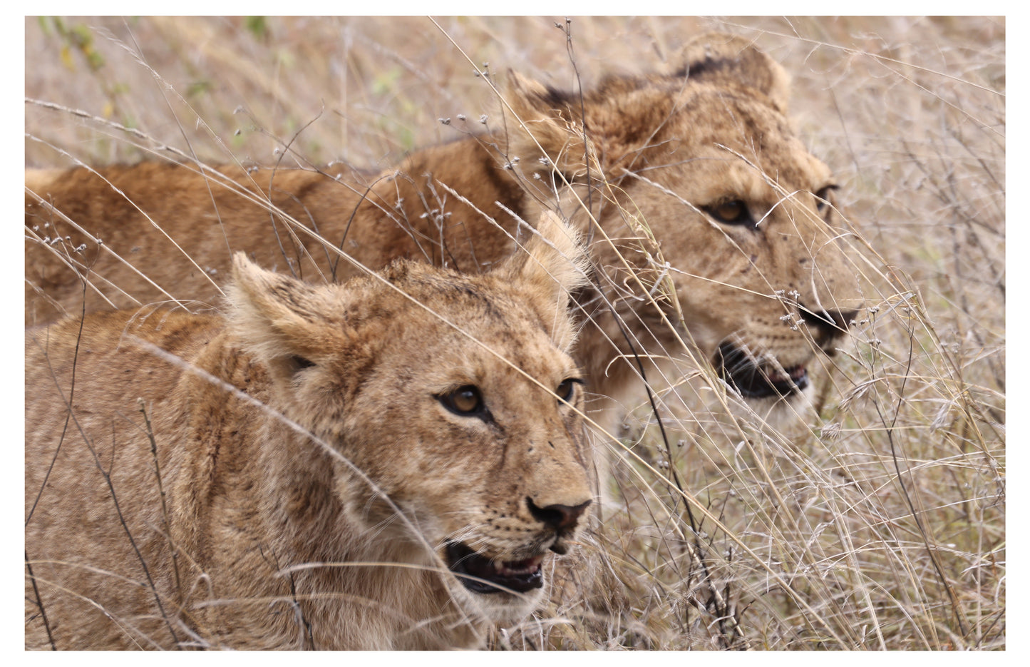 Two Lions