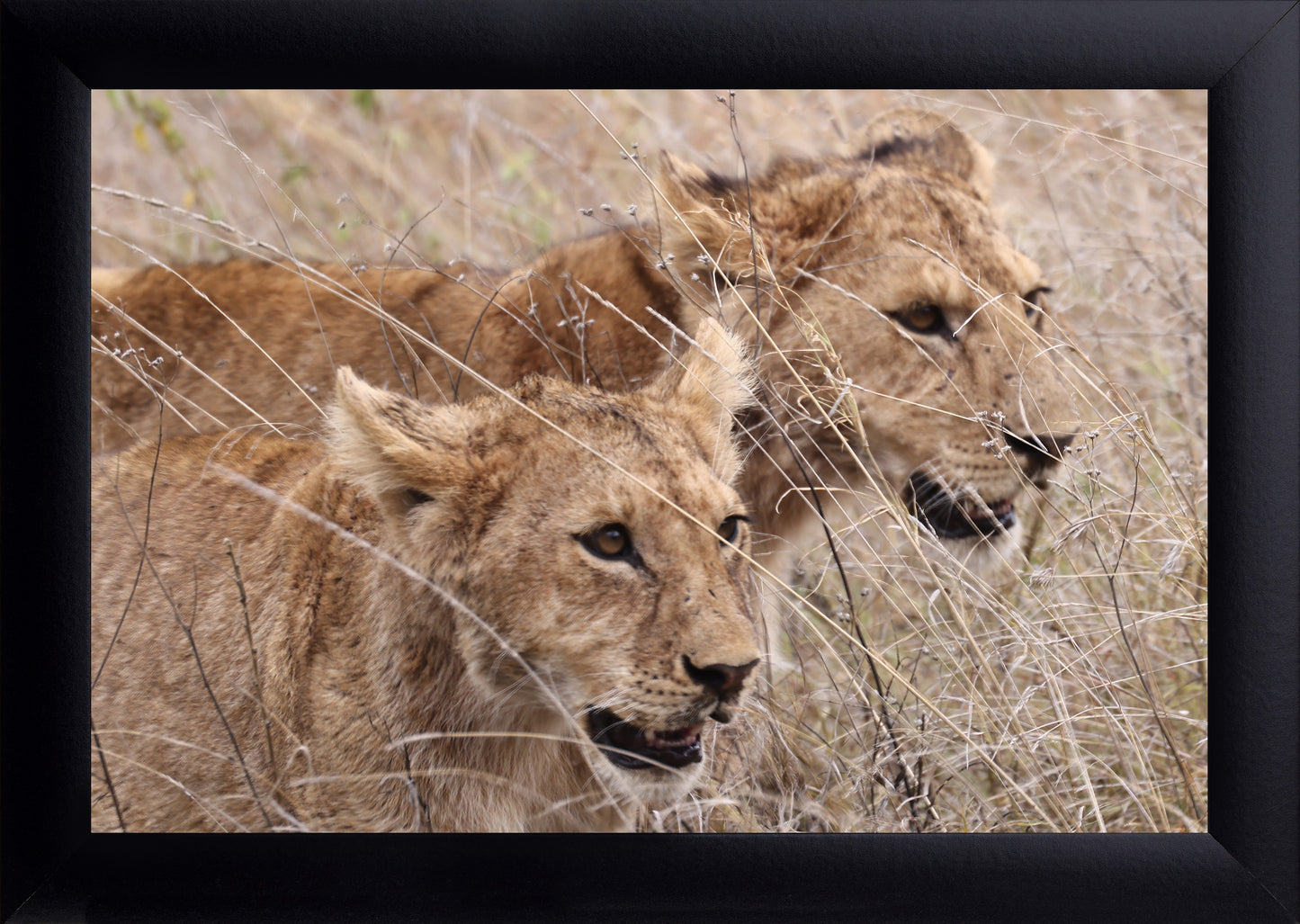 Two Lions