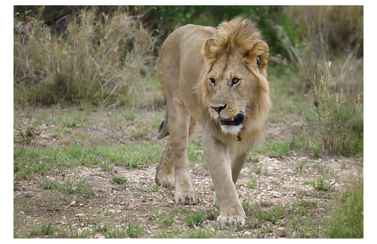Lion on the Prowl