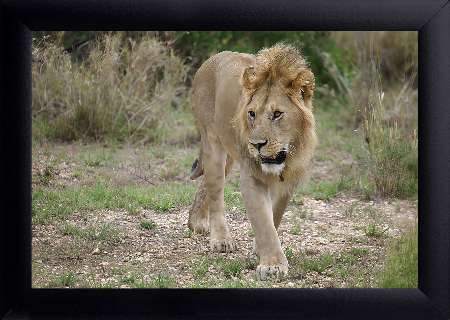Lion on the Prowl