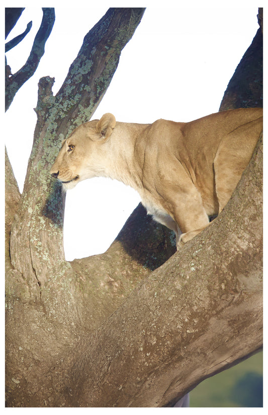 Lion in a Tree