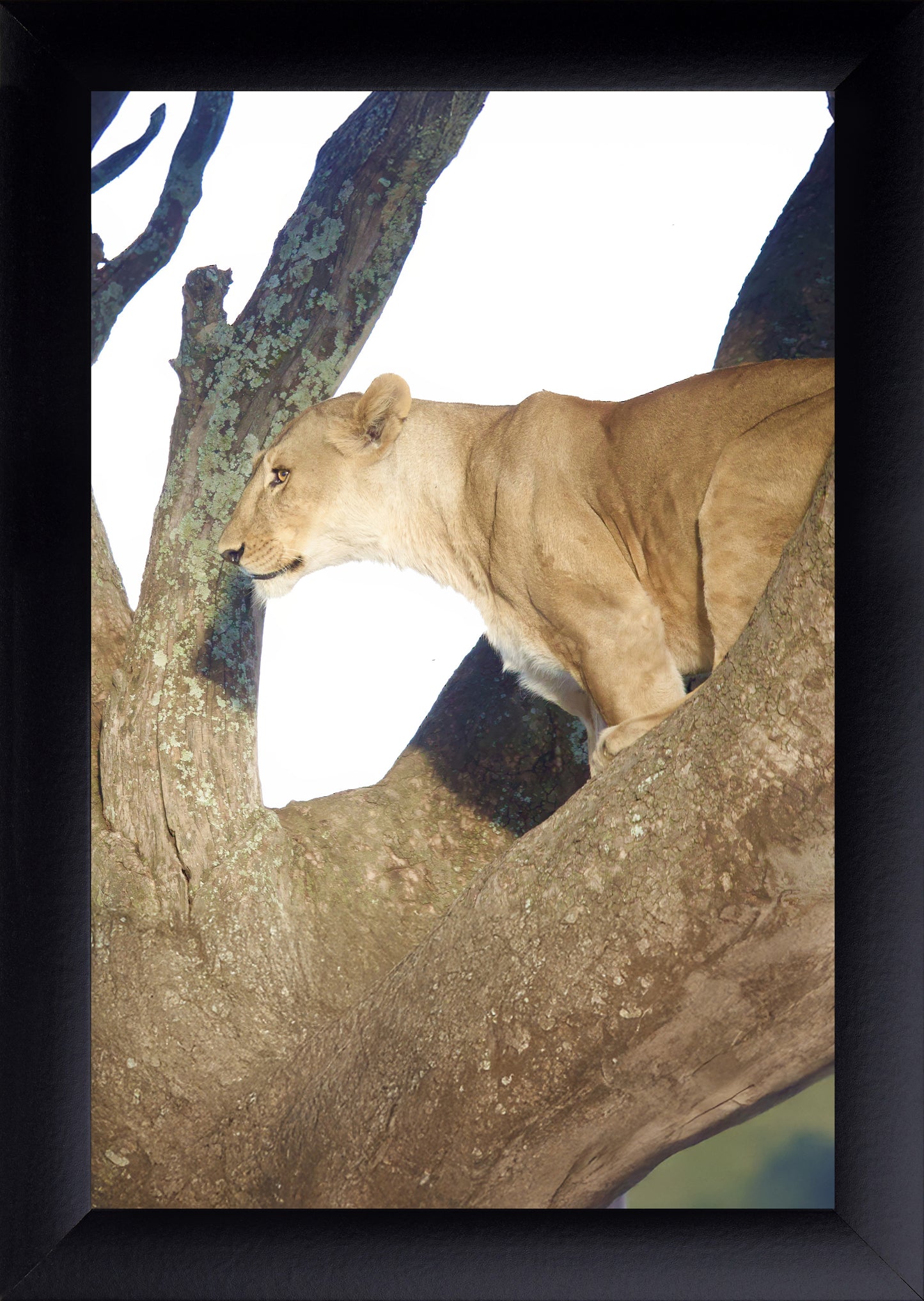 Lion in a Tree