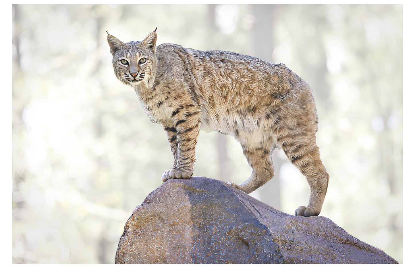 Lynx Print