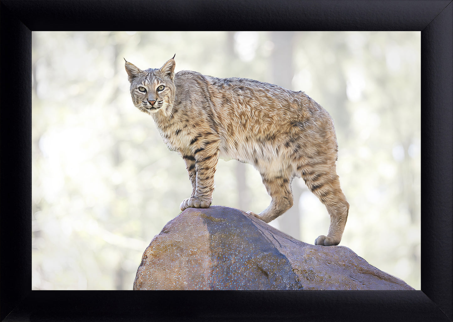 Lynx Print