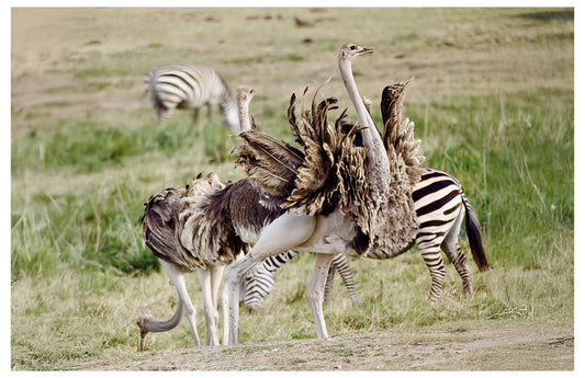 Ostriches and Zebras