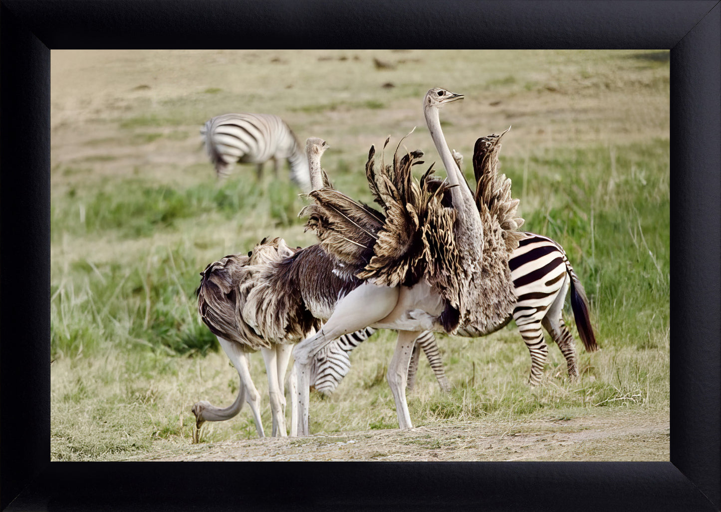 Ostriches and Zebras