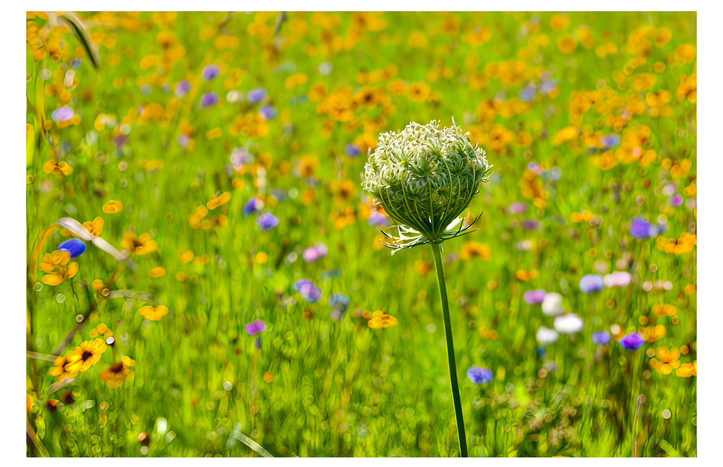 Queen Anne's Lace Print