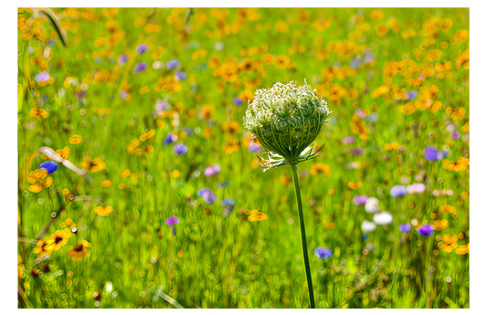 Queen Anne's Lace Print
