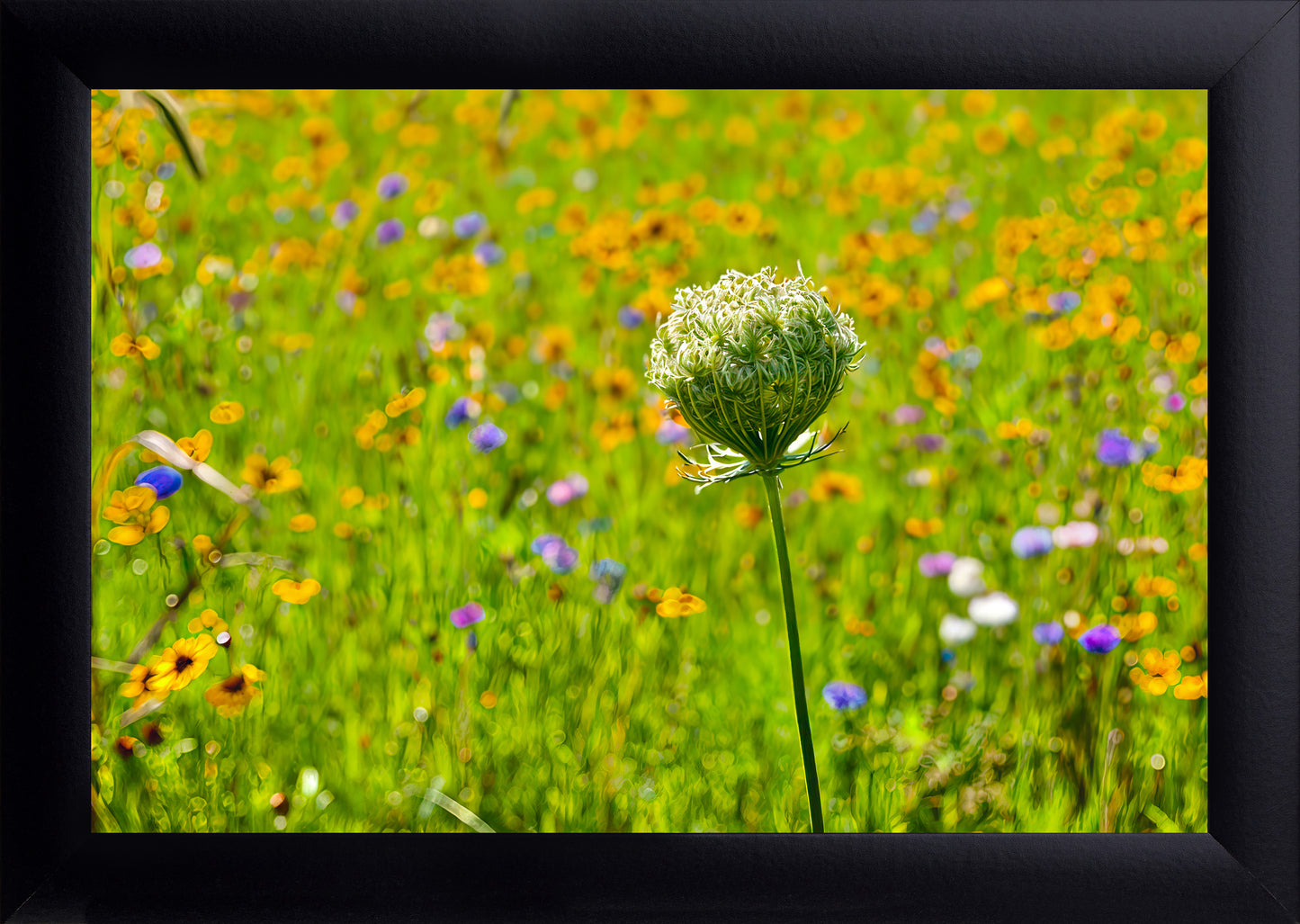 Queen Anne's Lace Print