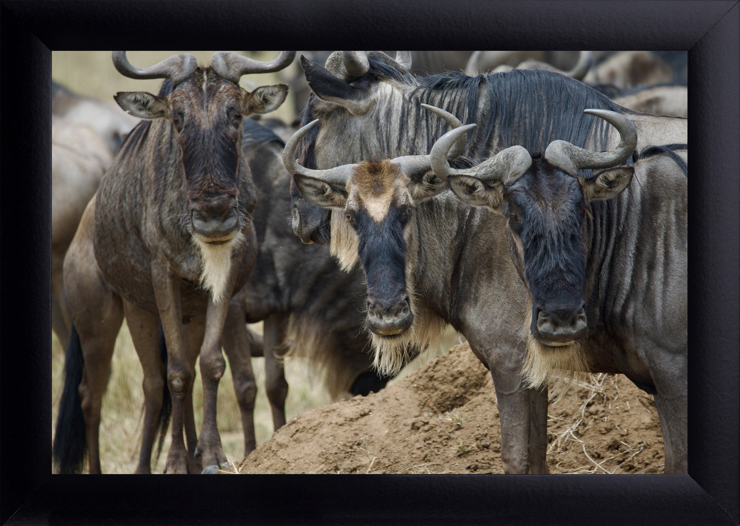 Wildebeest Image