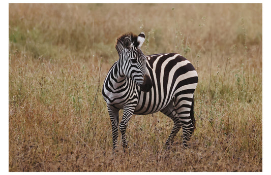 Zebra Photography