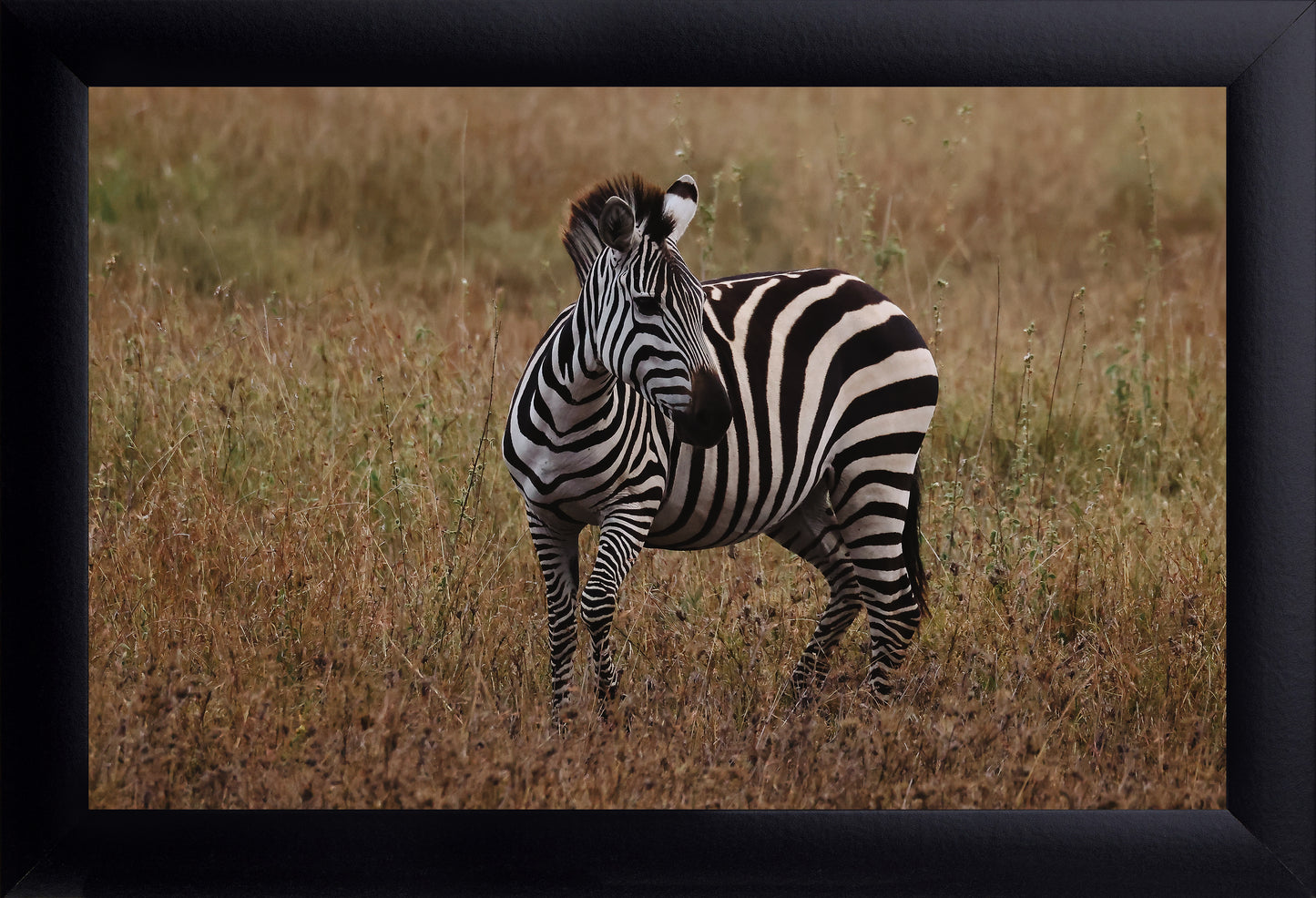 Zebra Photography