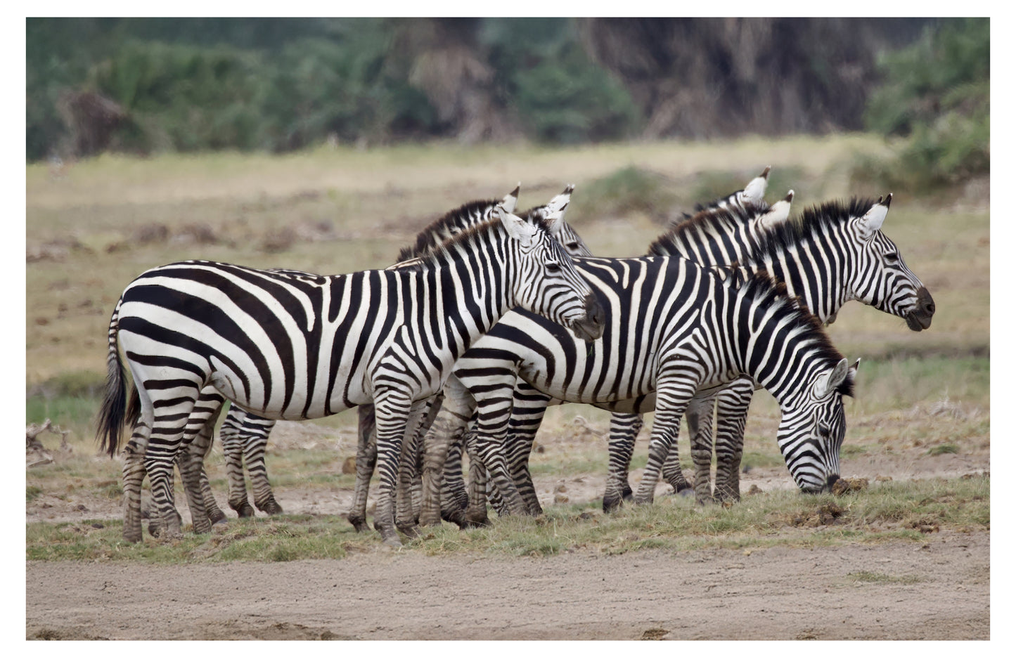 Zebra Wall Art