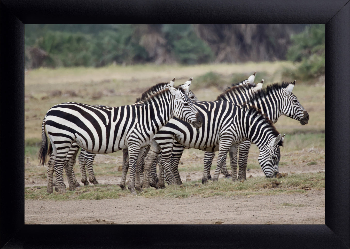 Zebra Wall Art