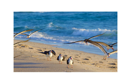 Black Skimmers