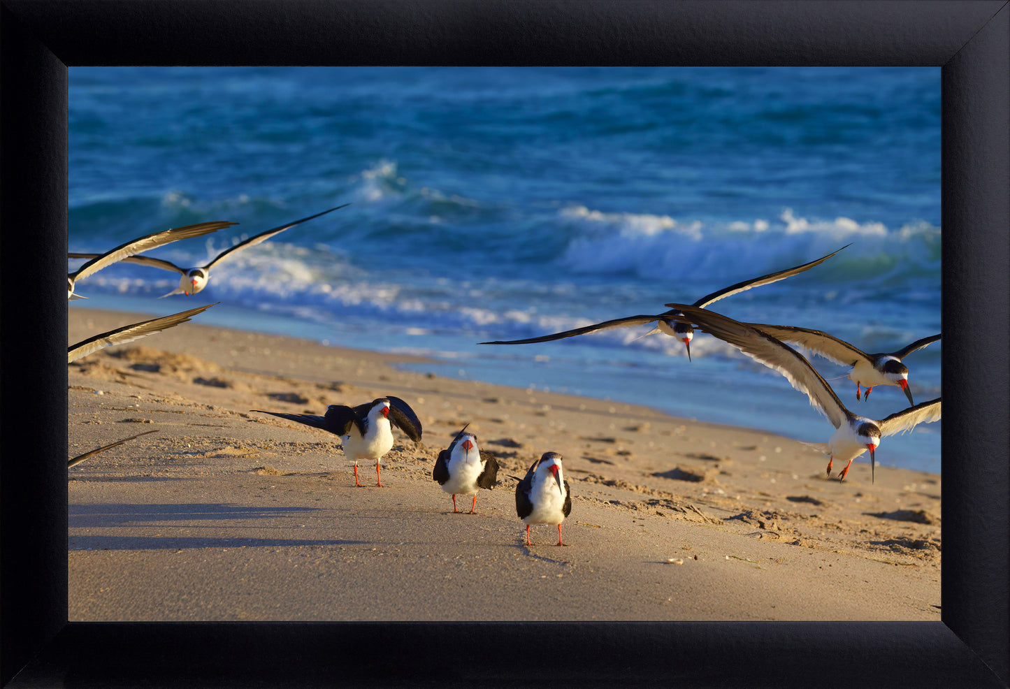 Black Skimmers